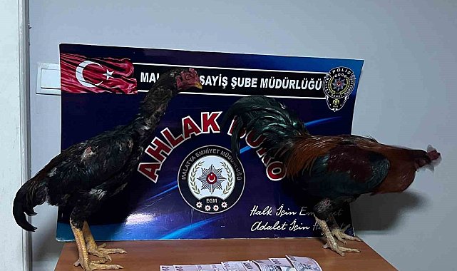 Malatya'da horoz dövüştürenlere rekor ceza