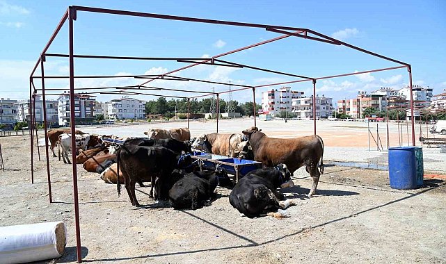 Manavgat Belediyesi Kurban Bayramı hazırlıklarını başlattı