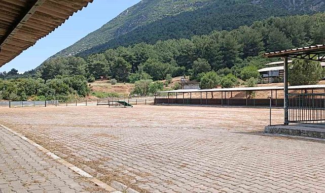 Manisa Canlı Hayvan Borsası 2024 Kurban Bayramı'na hazır