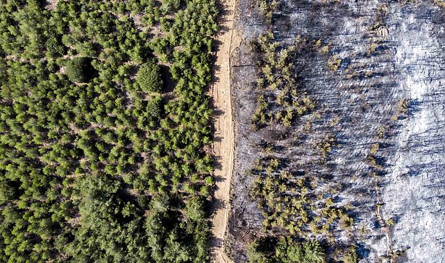 Manisa'da ormanlara giriş yasağı başladı