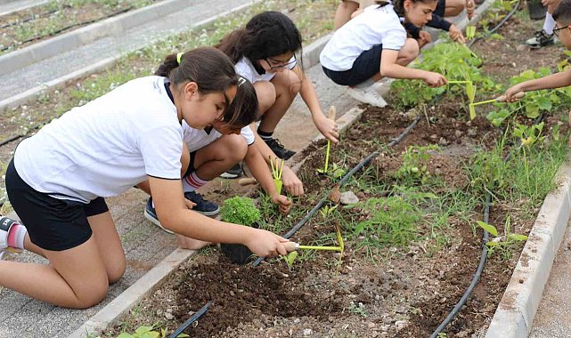 Marmaris'te minik çiftçiler hasada başladı