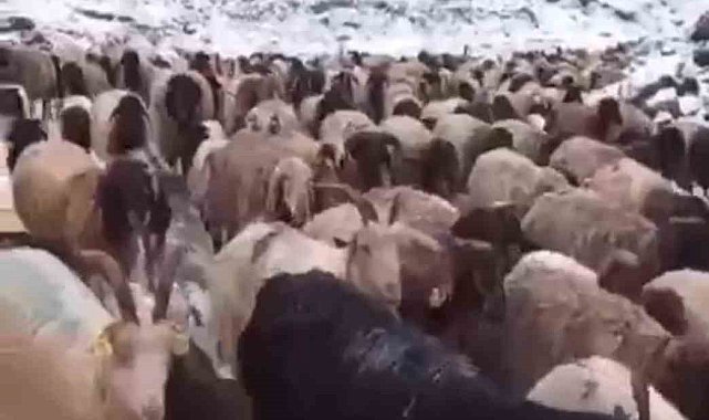 Mayıs ayında kar yağışı: Koyun sürüsü ve güller kar altında kaldı