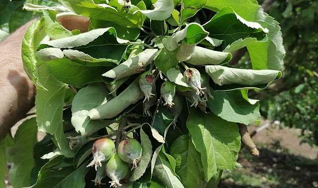 Mersin Erdemli'de dolu bin 600 dekar ekili alana zarar verdi