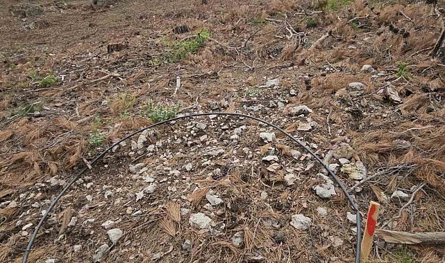 Mersin ormanlarında fidan sayım programı başladı