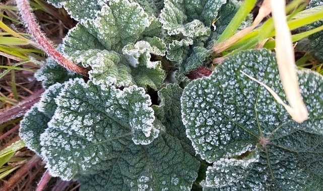 Meteorolojiden zirai don uyarası