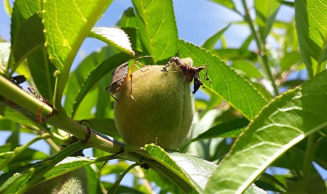 Meyvede 'kahverengi kokarca' ile mücadele zamanı