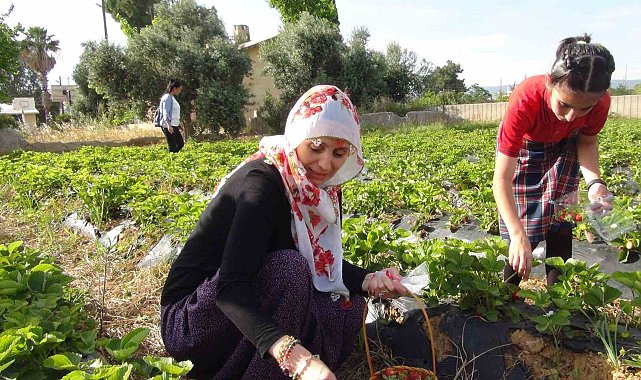 Milli Eğitim Müdürü şalvar giydi, yazma taktı, öğrencilerle birlikte çilek hasat etti