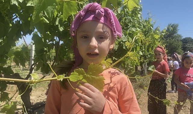 Minik öğrenciler asma yaprağı topladı