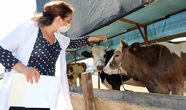 Mudanya'da hayvan pazarı yer değişikliği