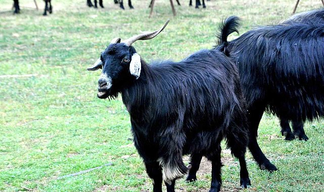 Muğla&#039;da Kurban Bayramı öncesi çobanların mesaisi yoğunlaştı