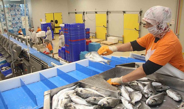 Muğla'dan yapılan her 100 dolarlık ihracatın 72 doları su ürünlerinden