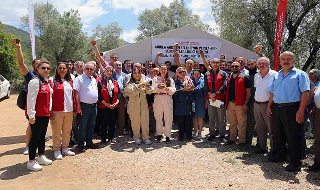 Muğlalı arıcılara damızlık ana arı dağıtımı