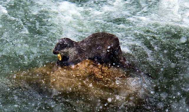 Nesli tükenmekte olan Su Samuru uzun zaman sonra Çoruh'ta yeniden görüldü