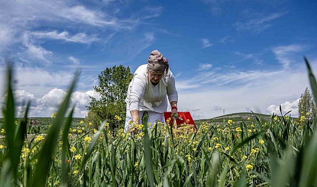 Oğlunun ölümüyle kendini doğaya verdi: 41 çiçekten organik reçel elde ediyor