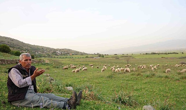 Ömrünü çok sevdiği koyunlarına adadı