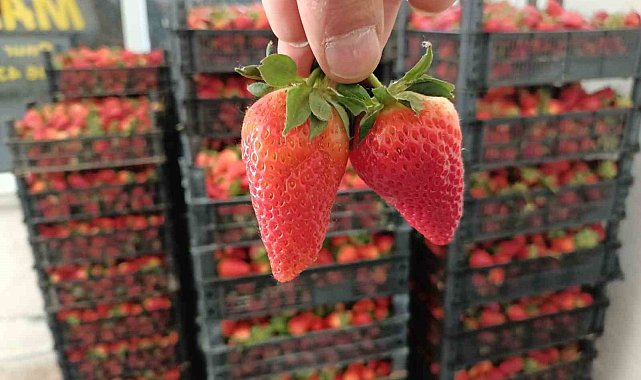 Organik çilek üretiminin merkezi Hüyük'te başlangıç fiyatları üreticileri memnun etmedi