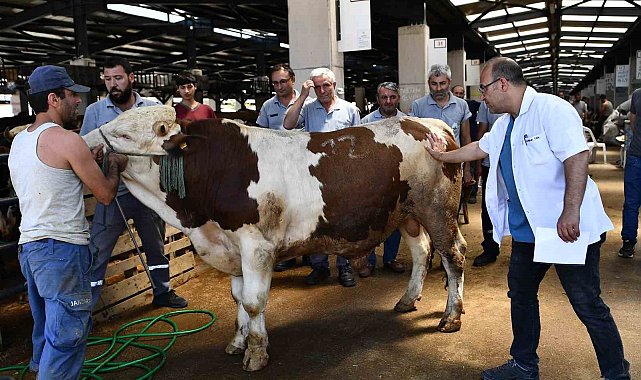 Osmangazi Belediyesi Kurban Bayramına hazır