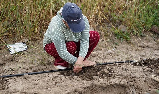 Osmaniye'de "Yerli Yerinde Biberiye Projesi" hayata geçirildi