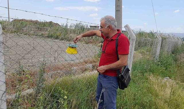 Pamukta pembe kurt mücadelesi sürüyor