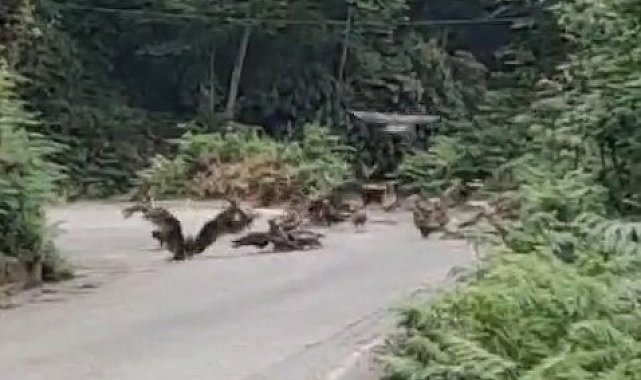 Rize'de doğan sürüsü yola indi, o anlar cep telefonu kamerasına yansıdı