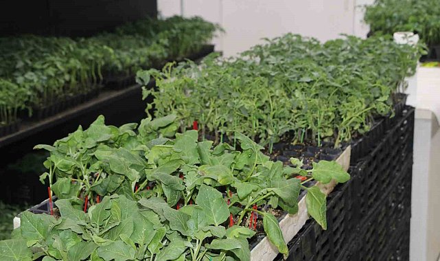 Rize'de geç gelen yaz, sebze fidesi satışlarını etkiledi