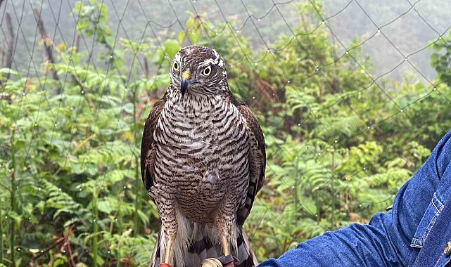 Rizeli için 'atmaca' bir yaşam tarzı haline geldi