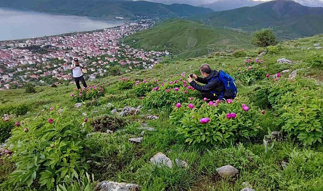 Sadece 20 günlük ömrü olan şakayıklar çiçek açtı