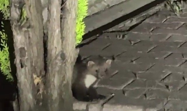 Safranbolu'da sansar cep telefonuyla görüntülendi