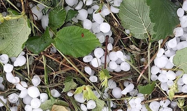 Sakarya'da dolu yağışı etkili oldu, tarım arazileri zarar gördü