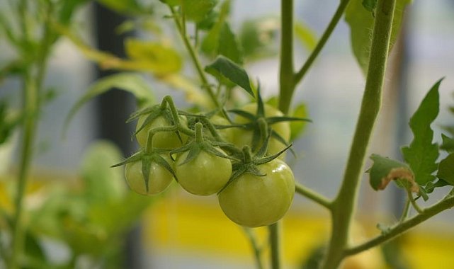 Samsun'da 2 bin 252 çiftçi organik tarım yapıyor