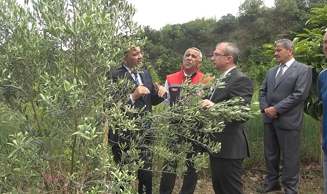 Samsun'da zeytincilik yeniden canlanıyor