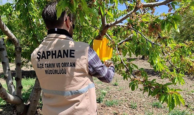 Şaphane'de Kiraz Sineği zararlısına karşı feromon tuzakları