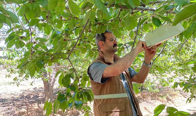 Sarıgöl&#039;de üreticiler kiraz sineğine karşı uyarıldı