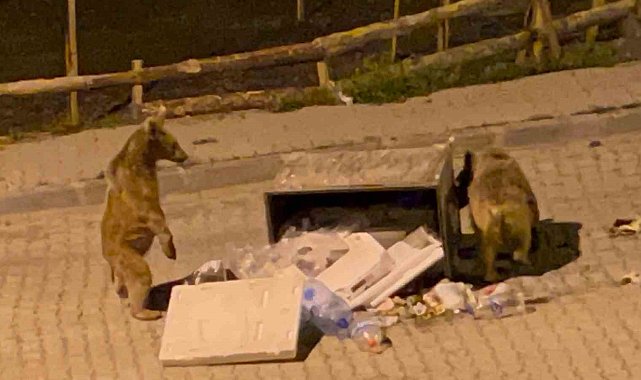 Sarıkamış'ta boz ayılar sokaklarda cirit atıyor