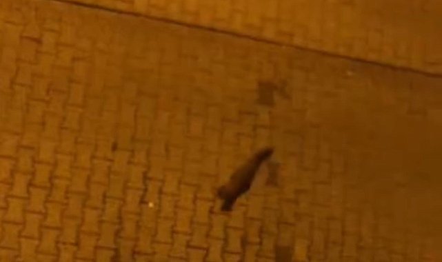 Şehir merkezindeki porsuk vatandaşlar tarafından görüntülendi