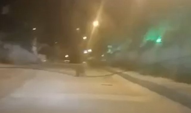 Şehir merkezine kadar inen ayı kamerada