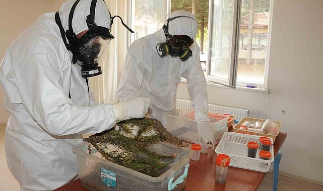 Simav'da Çam Kese Böceği ile biyolojik mücadele