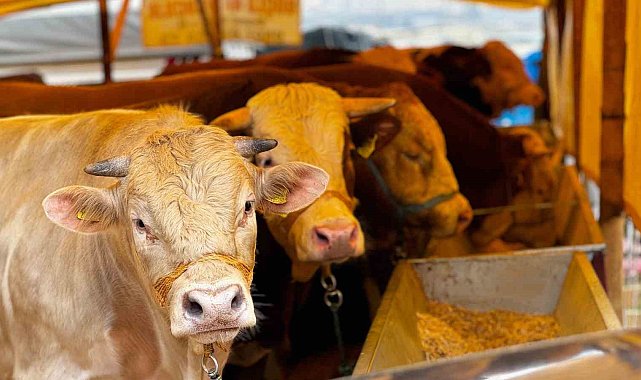 Sincan'da Çimşit ve Yenikent kurban pazarları kuruldu