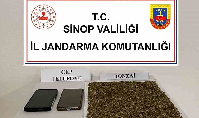 Sinop'ta 80 gram bonzai ele geçirildi