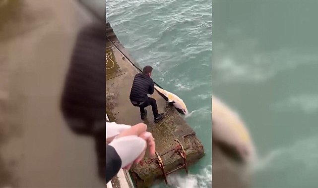 Sinop'ta dalgaların kıyıya sürüklediği ölü yunusu denizden vatandaşlar çıkardı