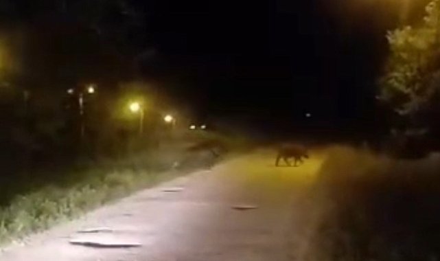 Sinop'ta domuzlar şehre indi