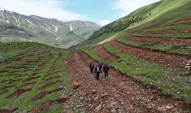 Şırnak'ta terörün bittiği dağlar 70 bin fidanla yeşillenecek