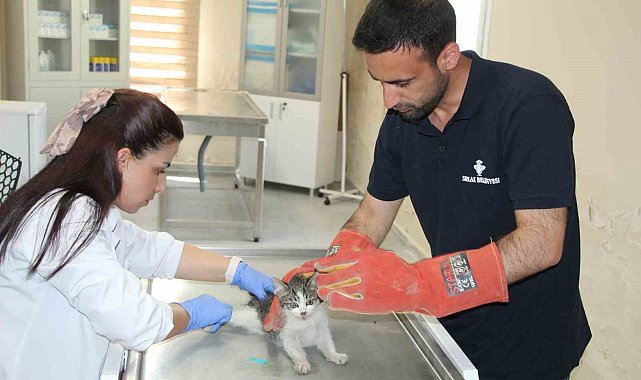 Şırnak'ta yaralı ve hasta hayvanlara belediyenin merkezinde sahip çıkılıyor