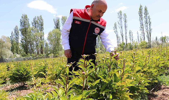 Sivas'ta Şakayık çiçeği hasadı başladı
