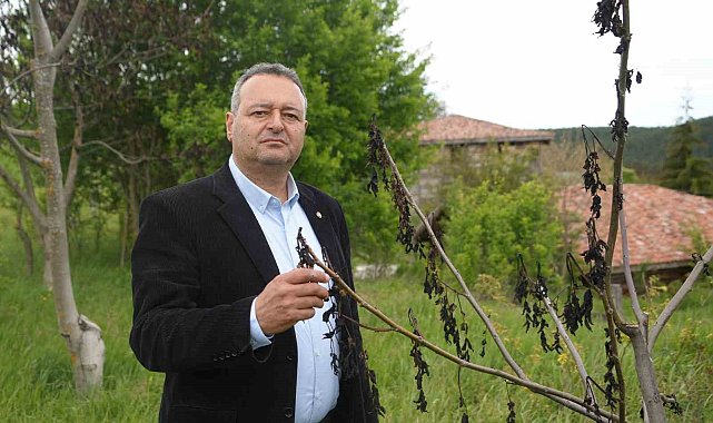Soğuk hava ceviz ağaçlarını vurdu: Açan çiçekler soğukta kurudu