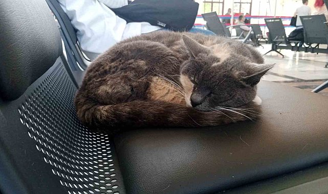 Sokak gürültüsünden kaçan kedi sessiz gar ortamında uykusunu aldı