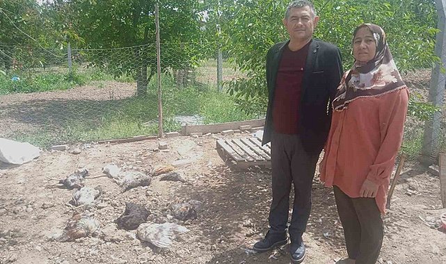 Sokak köpekleri en acı Anneler Günü hediyesini verdi