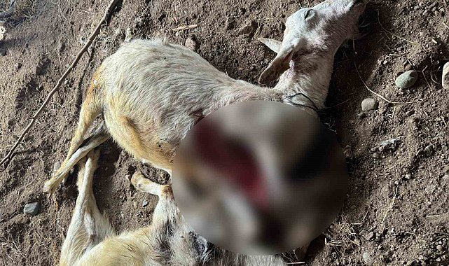 Sokak köpekleri ilçe sakinlerinin hayvanlarını telef etti
