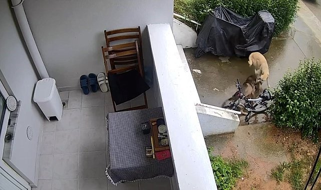 Sokak köpekleri yavru köpeği ve kediyi parçaladı: O anlar kamerada