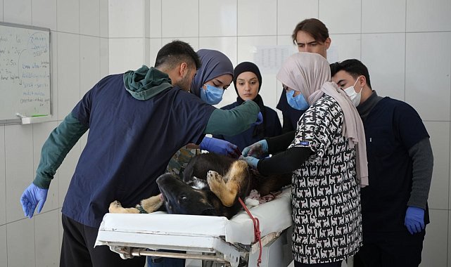 Sokaktaki canlara sadık dostlara barınakta çiçek gibi bakılıyor